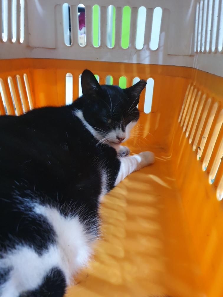 펫앤쉘터동물병원_441378202301848